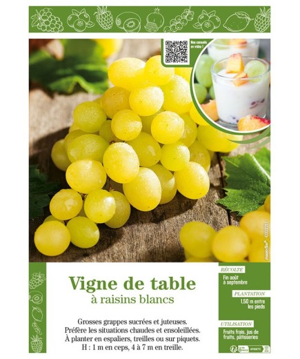 VIGNE DE TABLE À RAISINS BLANCS