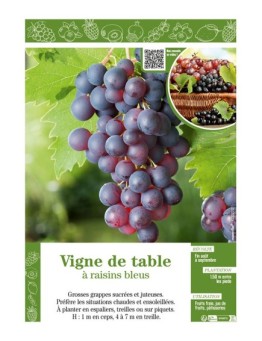 VIGNE DE TABLE À RAISINS BLEUS