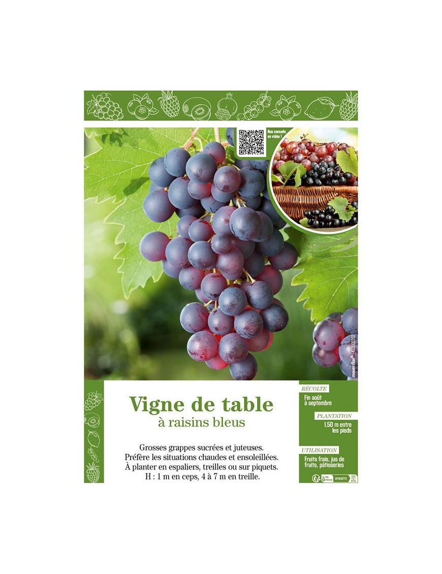 VIGNE DE TABLE À RAISINS BLEUS