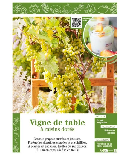 VIGNE DE TABLE À RAISINS DORÉS