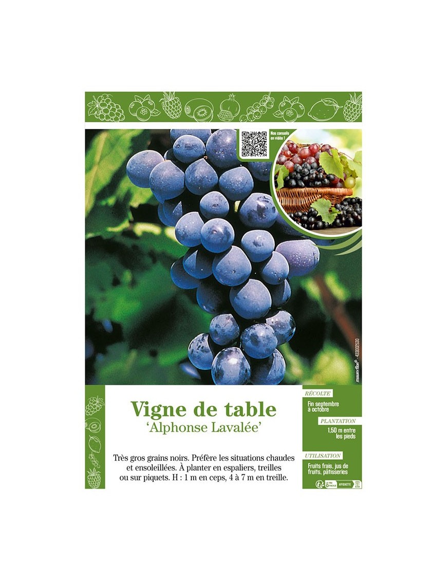 VIGNE DE TABLE ALPHONSE LAVALLÉE