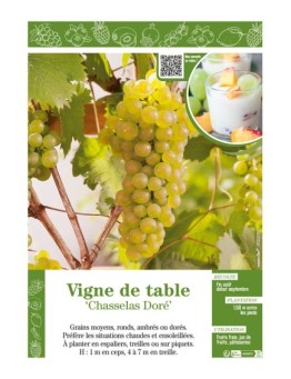 VIGNE DE TABLE CHASSELAS DORÉ