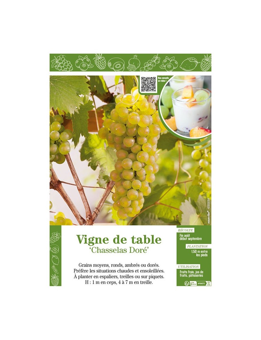 VIGNE DE TABLE CHASSELAS DORÉ