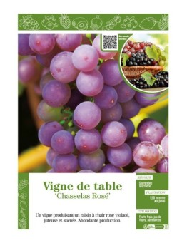 VIGNE DE TABLE CHASSELAS ROSÉ