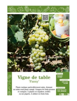 VIGNE DE TABLE FANNY