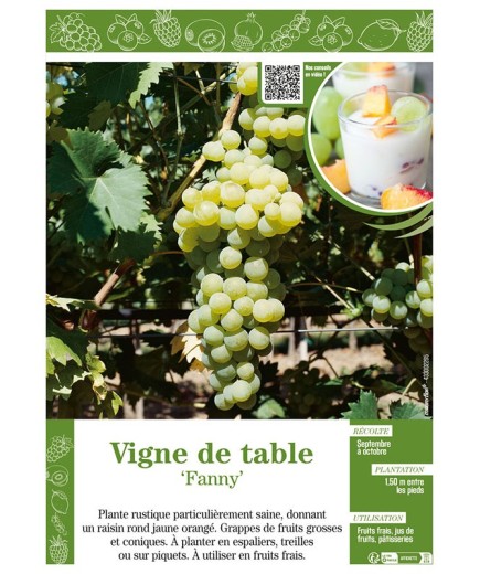 VIGNE DE TABLE FANNY