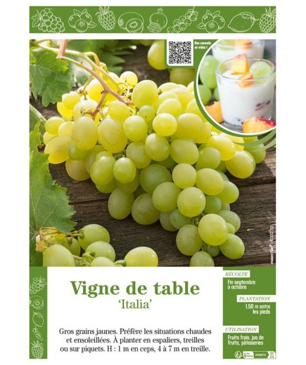 VIGNE DE TABLE ITALIA