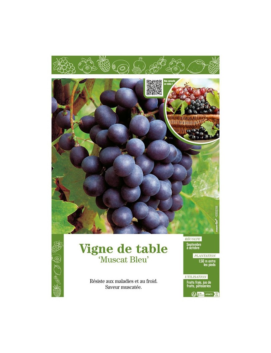 VIGNE DE TABLE MUSCAT BLEU