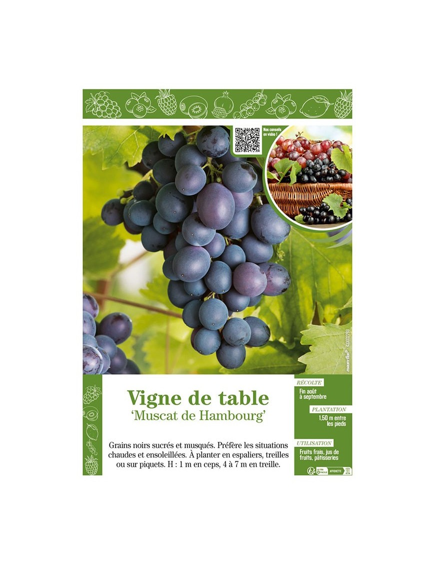 VIGNE DE TABLE MUSCAT DE HAMBOURG