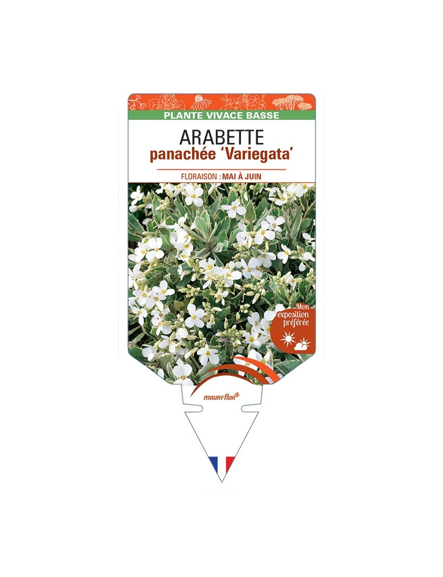 ARABETTE (ferdinandi-coburgii) panachée Variegata