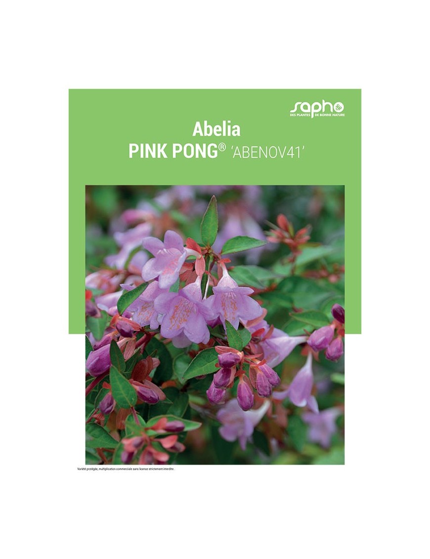 ABELIA "Ping Pong®"