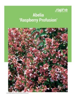 ABELIA "Raspberry Profusion"