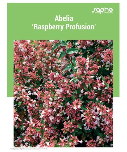 ABELIA "Raspberry Profusion"