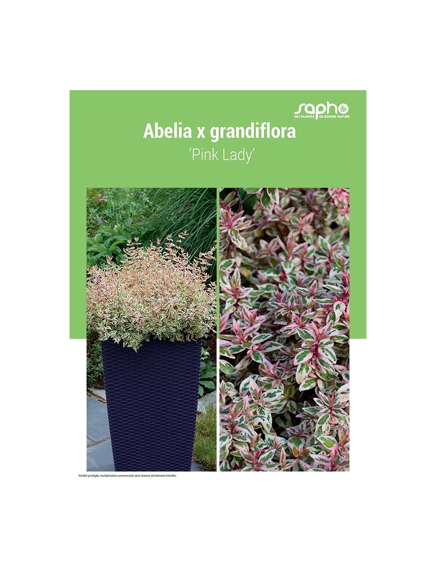 ABELIA X GRANDIFLORA ‘Pink Lady’