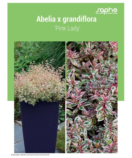ABELIA X GRANDIFLORA ‘Pink Lady’