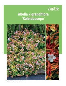 ABELIA X GRANDIFLORA "Kaleidoscope"