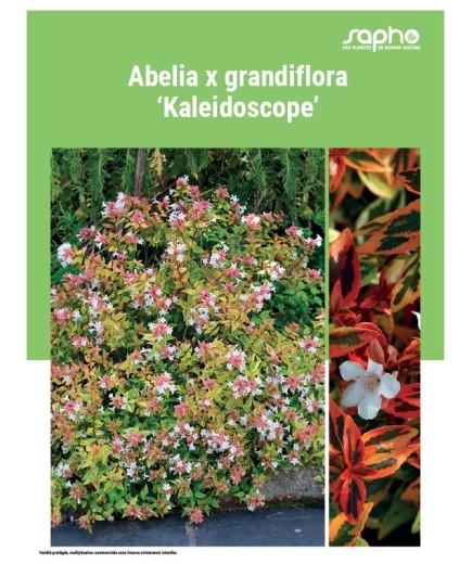 ABELIA X GRANDIFLORA "Kaleidoscope"