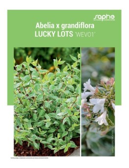 ABELIA X GRANDIFLORA "Lucky Lots"