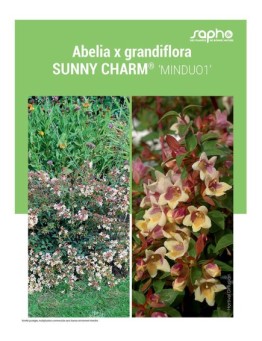 ABELIA X GRANDIFLORA "Sunny Charm®"