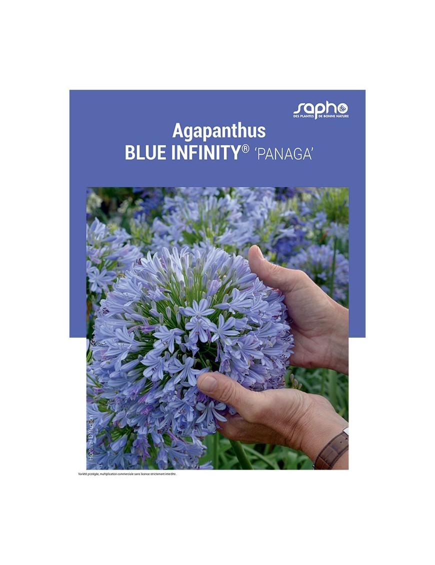 AGAPANTHUS "Blue Infinity®"