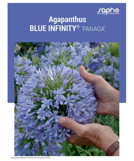 AGAPANTHUS "Blue Infinity®"