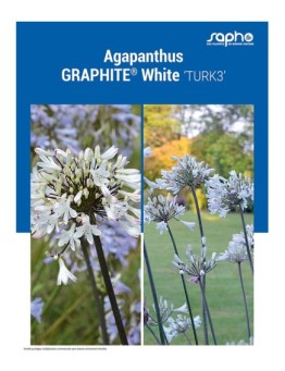 AGAPANTHUS "Graphite® White"