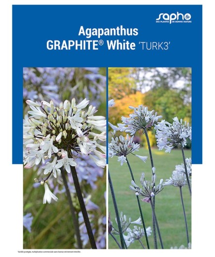 AGAPANTHUS "Graphite® White"