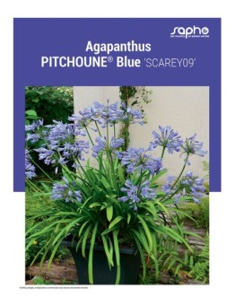 AGAPANTHUS "Pitchoune® Blue"