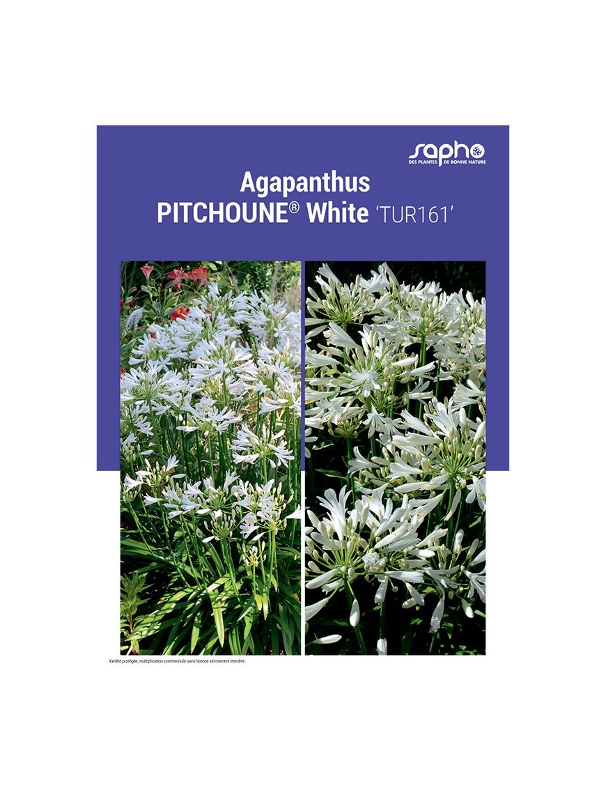 AGAPANTHUS "Pitchoune® White"