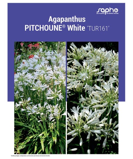 AGAPANTHUS "Pitchoune® White"