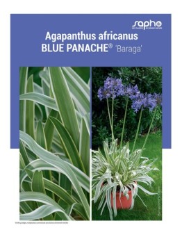 AGAPANTHUS AFRICANUS "Blue PANACHÉ®"