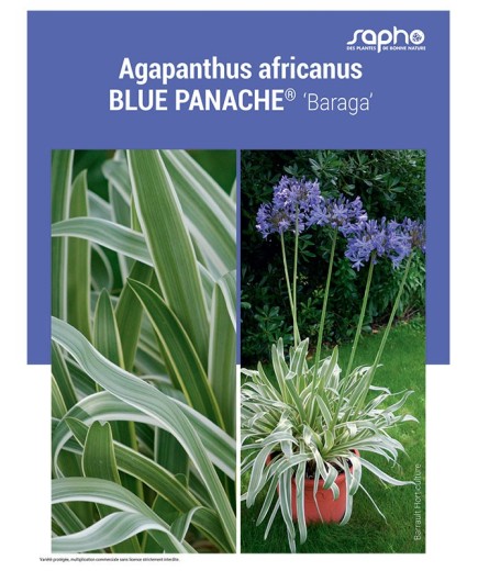 AGAPANTHUS AFRICANUS "Blue PANACHÉ®"