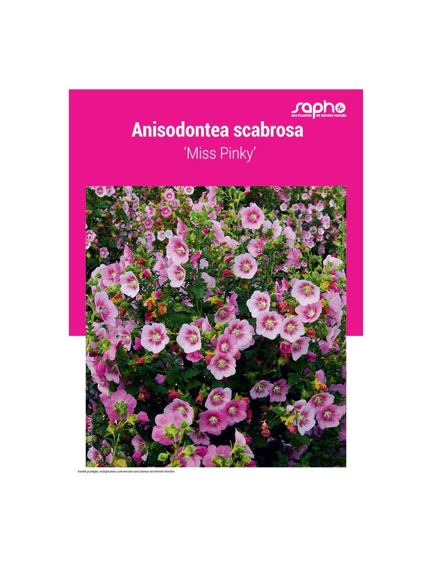 ANISODONTEA SCABROSA