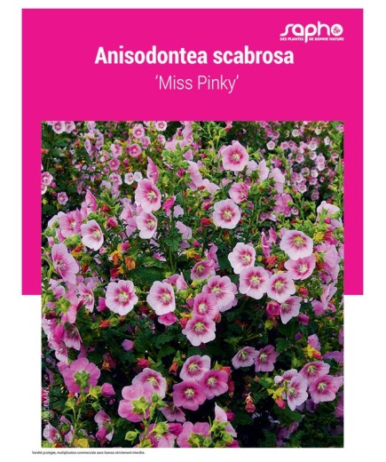 ANISODONTEA SCABROSA