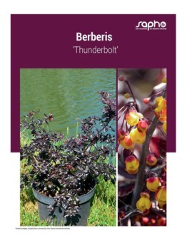 BERBERIS ‘Thunderbolt’