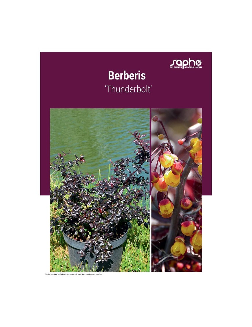BERBERIS ‘Thunderbolt’