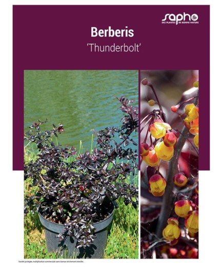 BERBERIS ‘Thunderbolt’