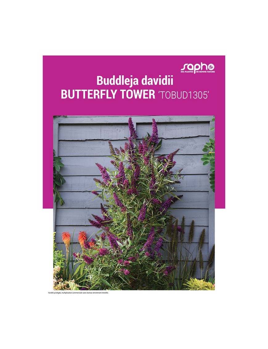 BUDDLEJA DAVIDII BUTTERFLY TOWER