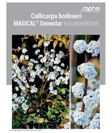CALLICARPA BODINIERI MAGICAL® SNOWSTAR