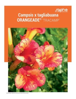 CAMPSIS X TAGLIABUANA ORANGEADE®