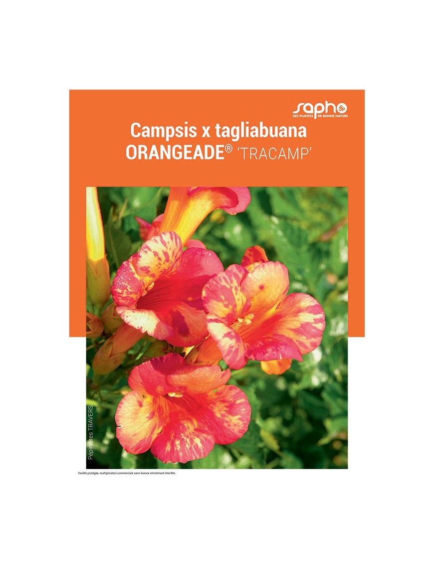 CAMPSIS X TAGLIABUANA ORANGEADE®