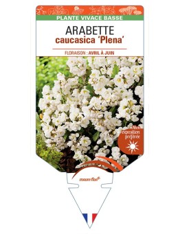 ARABETTE caucasica Plena