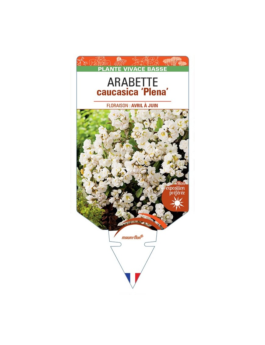 ARABETTE caucasica Plena