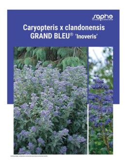 CARYOPTERIS X CLANDONENSIS "Grand Bleu®"