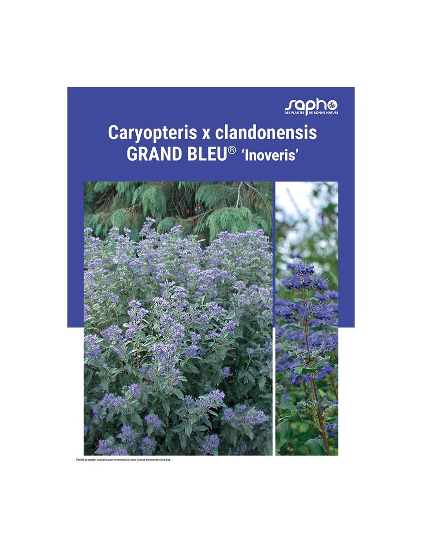 CARYOPTERIS X CLANDONENSIS "Grand Bleu®"