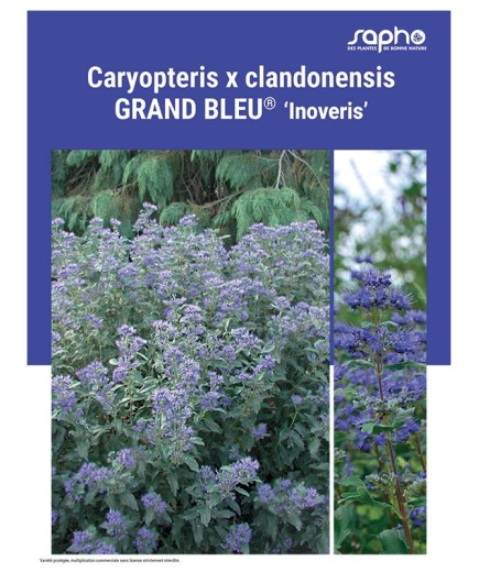 CARYOPTERIS X CLANDONENSIS "Grand Bleu®"