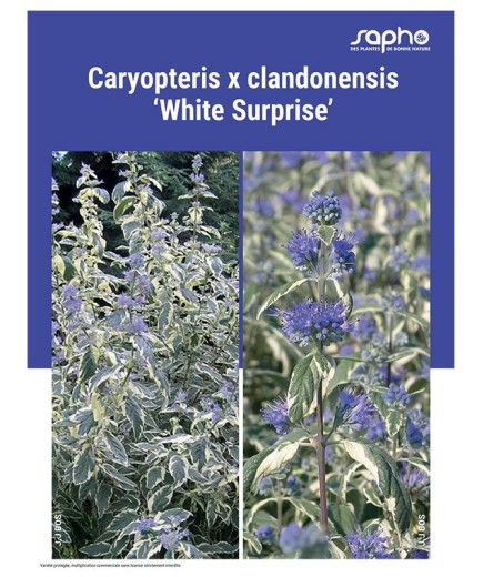 CARYOPTERIS X CLANDONENSIS "White Surprise"