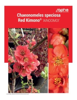CHAEONOMELES SPECIOSA "Red Kimono®"