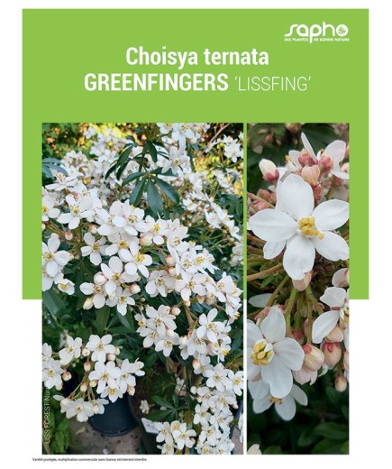 CHOISYA TERNATA "Greenfingers"
