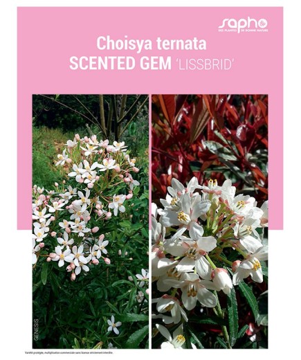 CHOISYA TERNATA "Scented Gem"